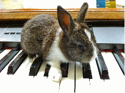 Bunny on the Keys Bunny on the Keys