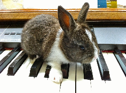 Bunny on a Keyboard, by Charles Van Deursen, www.InTuneWithYou.com Bunny on a Keyboard, by Charles Van Deursen, www.InTuneWithYou.com