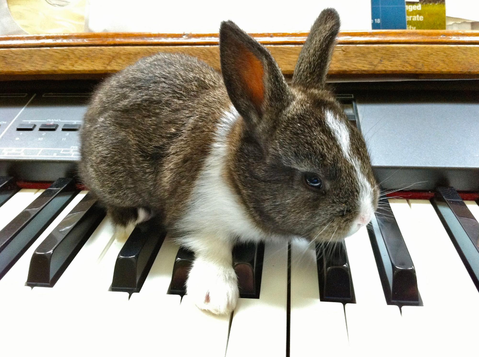 Bunny on the Keys by Charles Van Deursen Bunny on the Keys by Charles Van Deursen